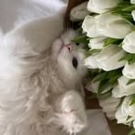 Anna Shmidt - Facebook