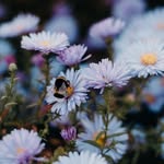 Anna Shockley - @frugal_bee - Instagram