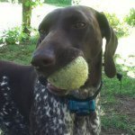 German Short Haired Pointer - @anna_short_haired_pointer - Instagram