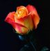 Anna Shorter - Facebook