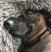 Anna Shotwell - Facebook