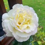 Anna Showalter - @clementine_884 - Instagram