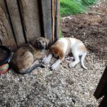 Anna Shrader - @rockin_s_ranch - Instagram