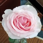 Anna Shreve - Facebook