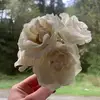 macaroncrazy123 - @annashuller - TikTok