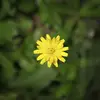 Lawanna Sidoti - @lawannasidoti449 - TikTok