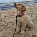 Anna Söderberg - @sandtassarsretriever - Instagram