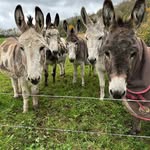 Anna - @annasomersetfarm_ - Instagram