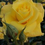Anna Staub - Facebook
