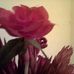 Anna Swartz - Facebook