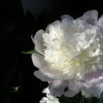 Anna Sweitzer - @italygurl209 - Instagram