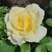 Anna Szyc - Facebook
