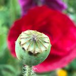 Anna Tabata Cominetti - @atc.flowers - Instagram