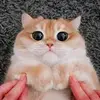 annatabatadzee810 - @annatabatadzee810 - TikTok