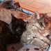 Anna Tabbone - Facebook