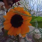 Anna63 - @annatalone63 - Instagram