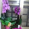 Anna Tortora - @anna.tortora4 - TikTok