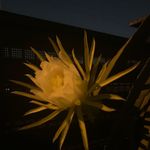 Ann - @anna_urban_gardening - Instagram