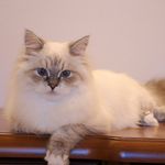 Anna Urban - @cat_siesta_cattery - Instagram