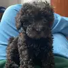 annavelarde48 - @peluqueriacaninanna - TikTok