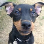 Anna Vickery - @lancashire_heeler_pink_ginny - Instagram