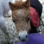 Anna Wadsworth - @horselover_135 - Instagram
