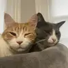 anna_ware - @twocheesylams - TikTok