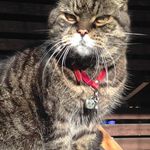 Anna Weston - @snagglepuss_extraordanaire - Instagram