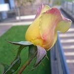 Anna Wieser - @awieser57 - Instagram