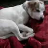 anna_wiest - @isaacanddogs - TikTok