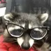anna 🦝 - @annawillard08 - TikTok