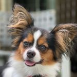 Anna Willard - @scooterthepapillon - Instagram