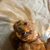 annawilley32 - @avawilley - TikTok