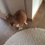 Anna Willmann - @willmann930 - Instagram