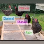 Annabel Allen - @shadow_feather_and_friends_ - Instagram