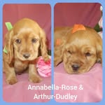 Arthur-Dudley & Annabella-Rose - @arthurdudleyandannabellarose - Instagram