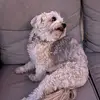 annabelle - @annabelleduffy - TikTok