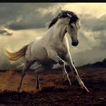 Annabelle Dwyer - @wilde_horses - Instagram