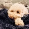 Annabel_Grant09 - @annabel.grant09 - TikTok
