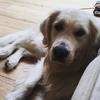 annabelhull - @annabelhull4 - TikTok