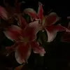 Annabel - @annabelmartinez24 - TikTok