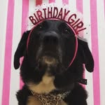 Annabelle Grubbs🐾 - @annabellethedog01 - Instagram
