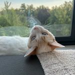 annabelle wright - @a.j.w2 - Instagram