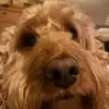 annabelle.bingham - @annabelle.bingham - TikTok