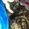 Annabelle Brown - @annabelle.brown36 - TikTok