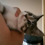 Annabelle Chan - @sesame.cat - Instagram