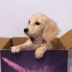 Annabelle Chanel 🐶 - @annabellechanel - Instagram