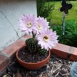 Annabelle Corbin - @annabelletourteau72 - Instagram