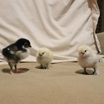 Annabelle Hurst! - @hurst_silkie_chicks - Instagram