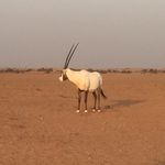 Annah Lewis - @spannerdxb - Instagram